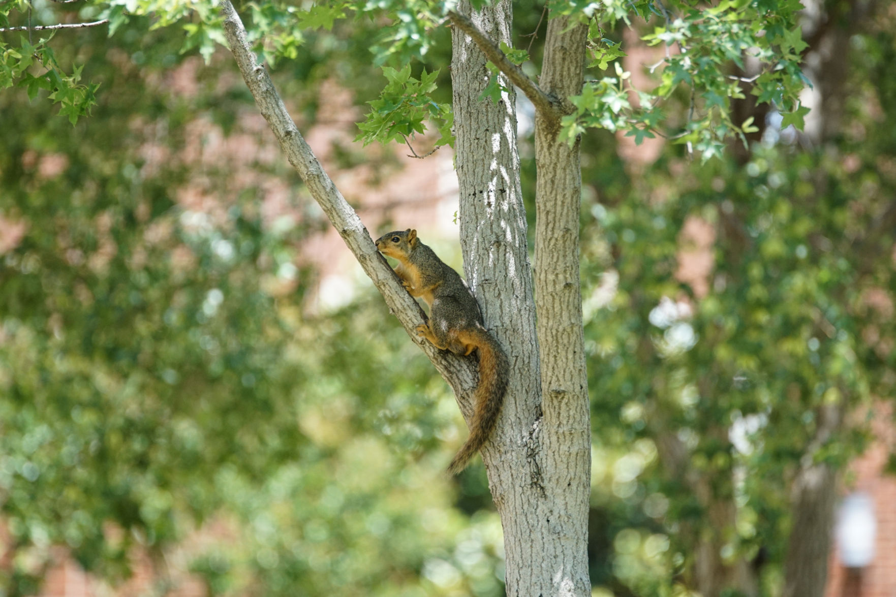Squirrel